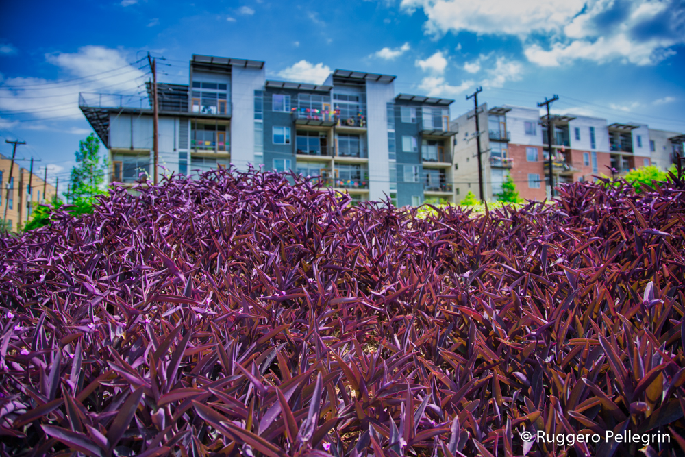 180428_IMG_4997_Luminar2018-edit_W17