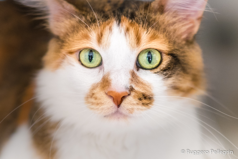 180728_DSCF2189_Luminar2018-edit