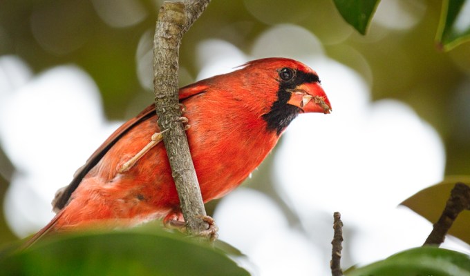 From Brazil to&nbsp;Houston