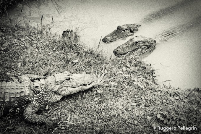 180311_DSCF1677_Luminar2018-edit