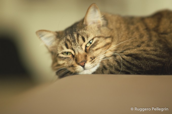 180602_IMG_5549_Luminar2018-edit