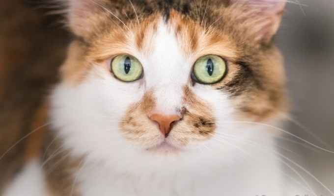 5 Steps for your Pet Photography at&nbsp;home