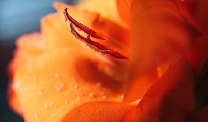 The Fire in a&nbsp;Flower