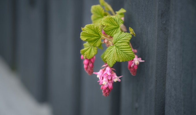 The Audacity of&nbsp;Beauty