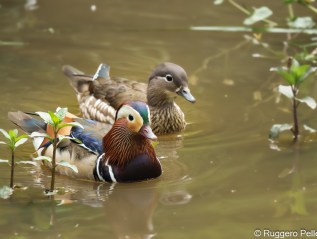 Adel Dam Nature&nbsp;Reserve