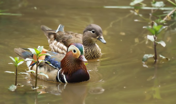 Adel Dam Nature&nbsp;Reserve
