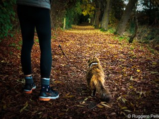 Autumn Colors – show me the way, I will&nbsp;follow